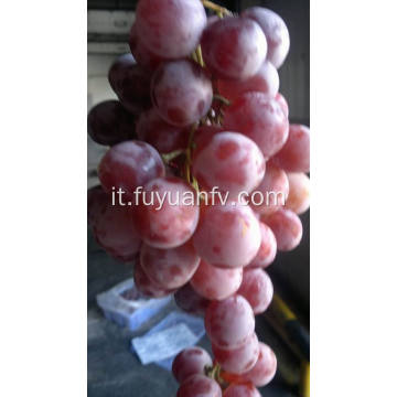 Esportatore Professinal per uva rossa fresca
